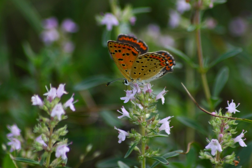 HEODES (LYCAENA) TYTIRUS?